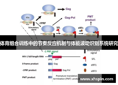 体育组合训练中的节奏反应机制与体能波动识别系统研究